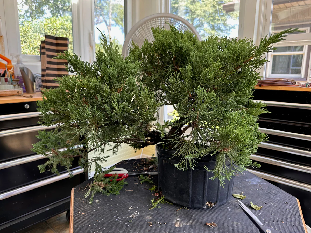 USA Koi Juniper (September 2023)