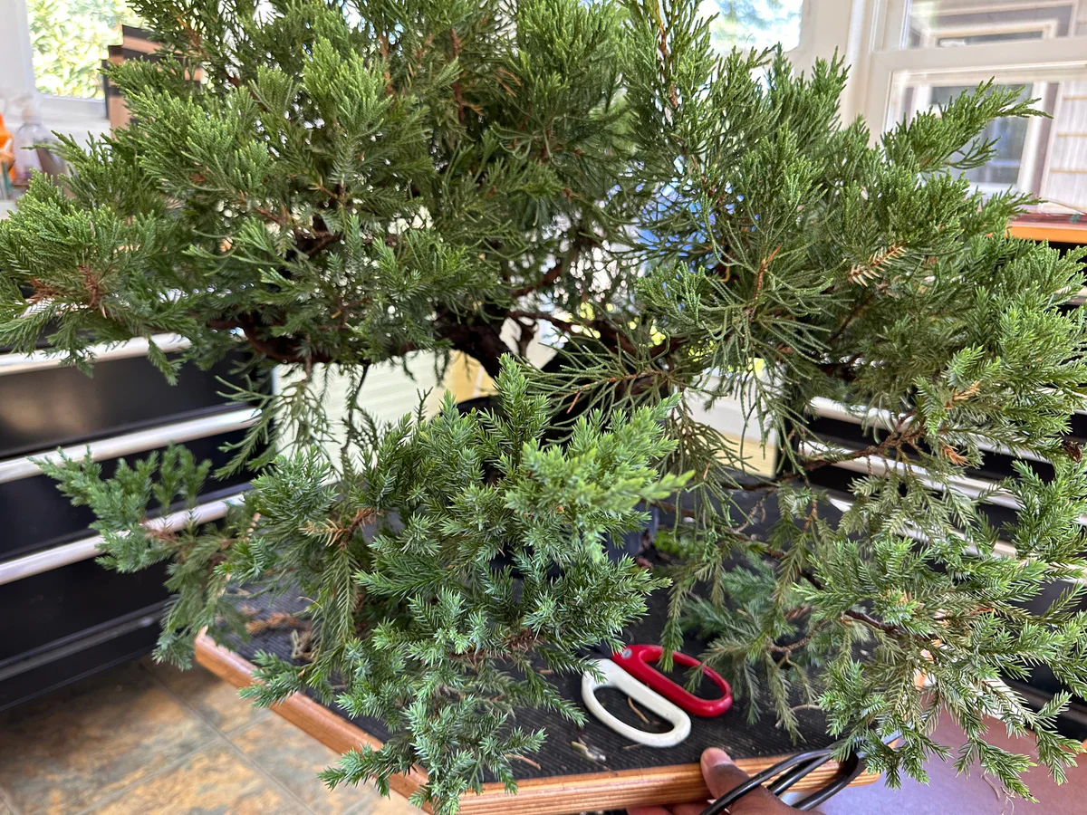 USA Koi Juniper (September 2023)
