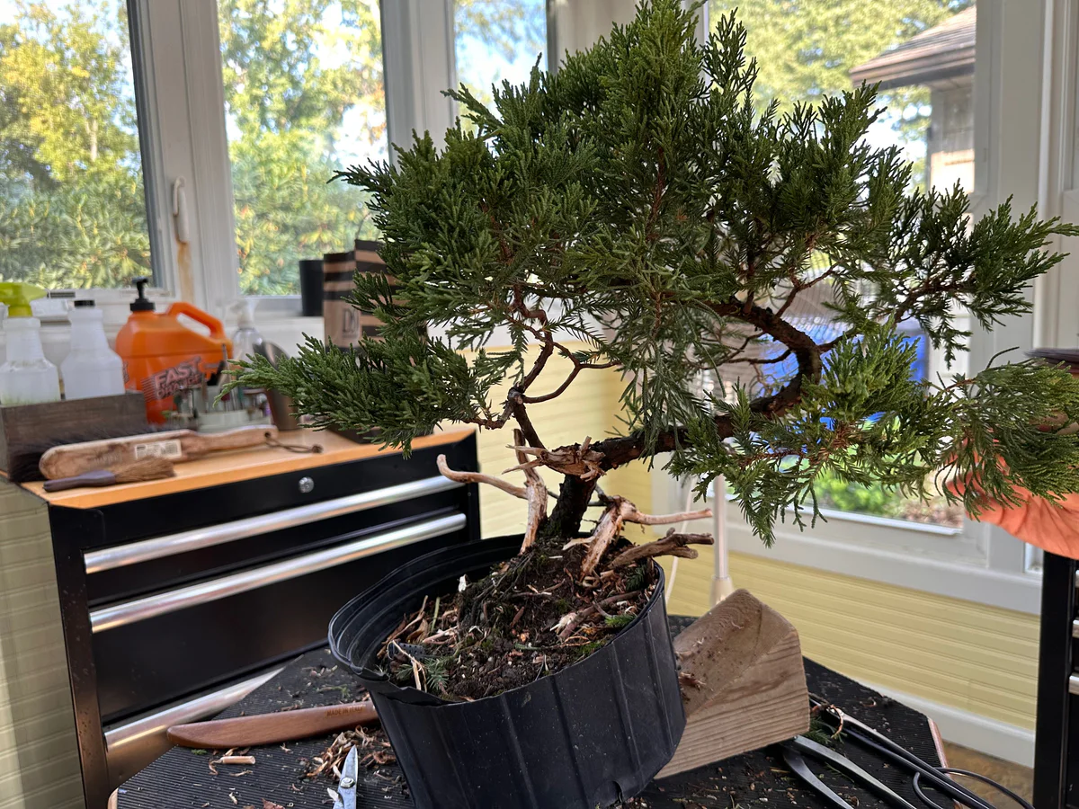 USA Koi Juniper (September 2023)