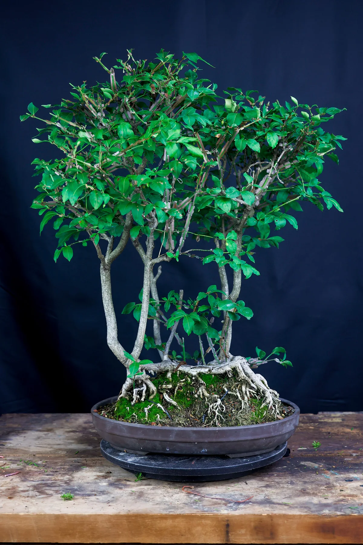 Winged Euonymus, spring 2025
