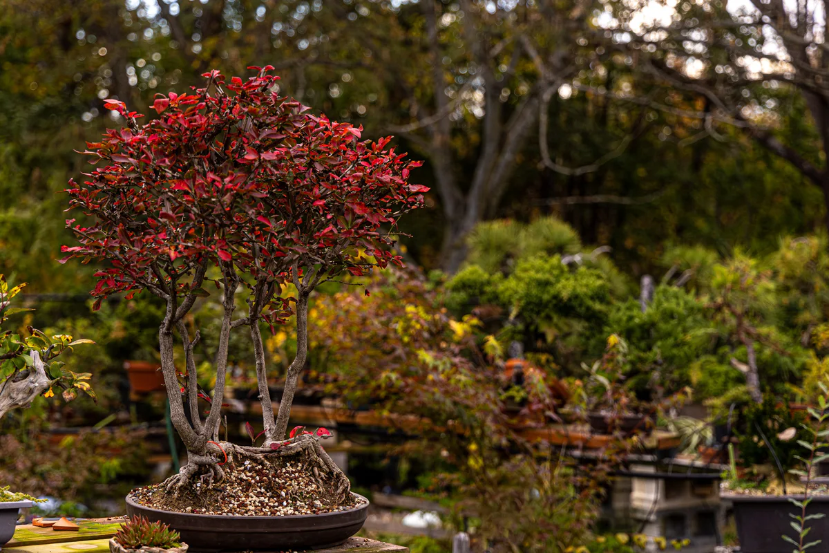 Winged Euonymus, fall 2025