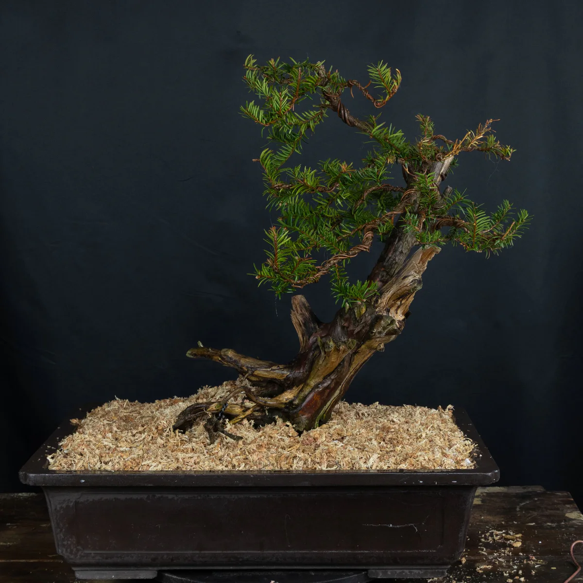 Yew 1, after pruning (March 2025)
