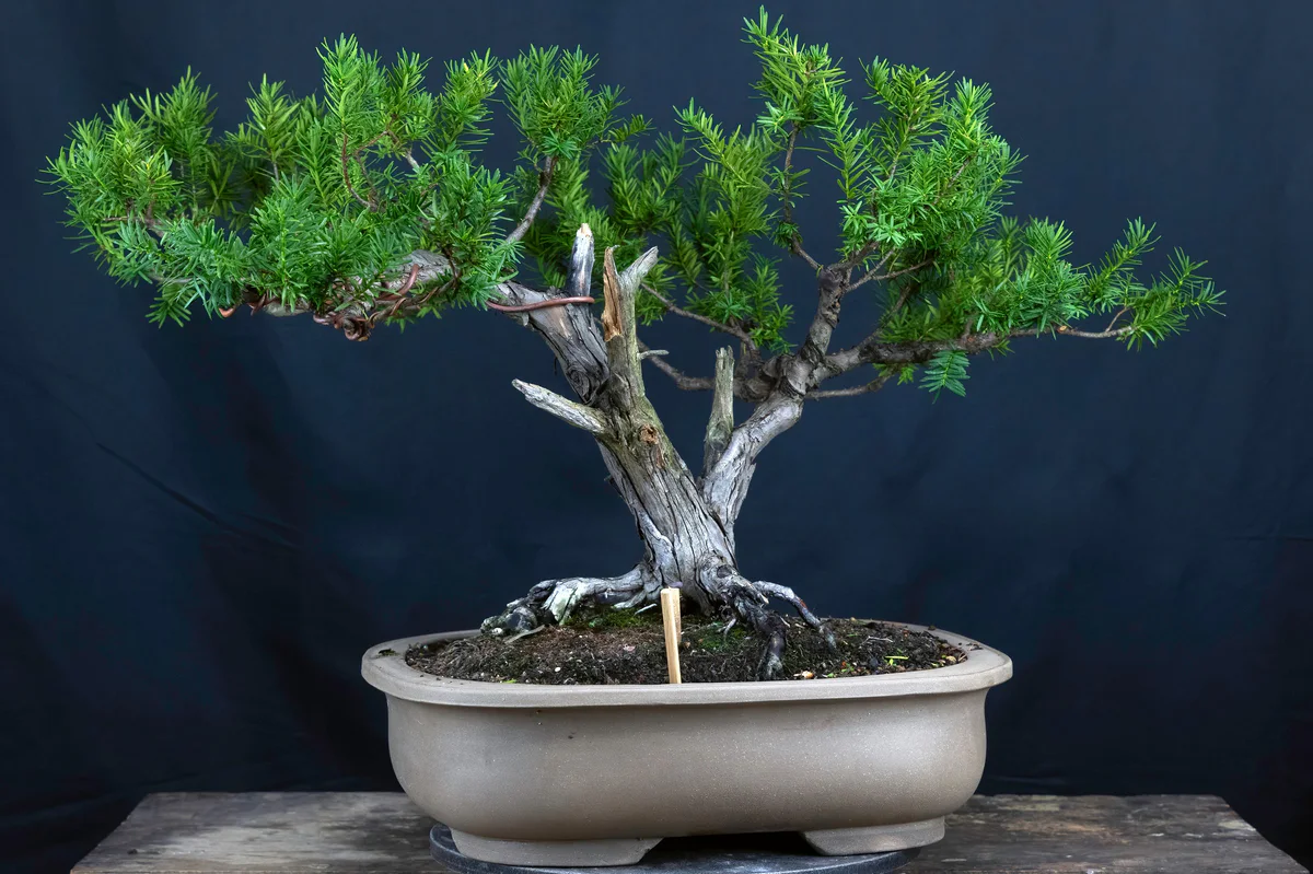 Yew 2 (Nature's Way), before wiring (August 2024)